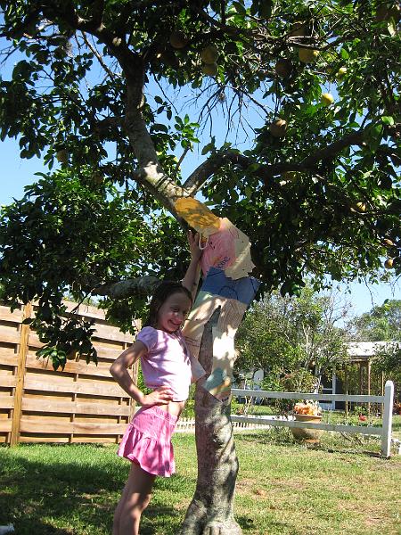 IMG_0499.JPG - Marielle finally catches up with Flat Stanley haing out in one of Grandma's orange trees!